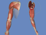 手臂結構的骨骼及肌肉全麵解析