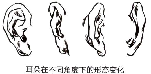 Photoshop的傳統畫法（十三）人物之麵部結構②