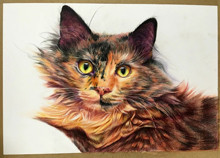傳統美術之彩鉛繪製貓咪