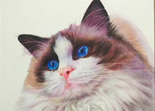 彩鉛布偶貓傳統美術繪畫教程